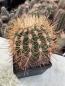 Preview: Denmoza rhodacantha